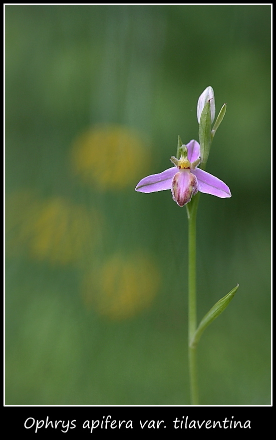 Orchidee dall''alto Friuli